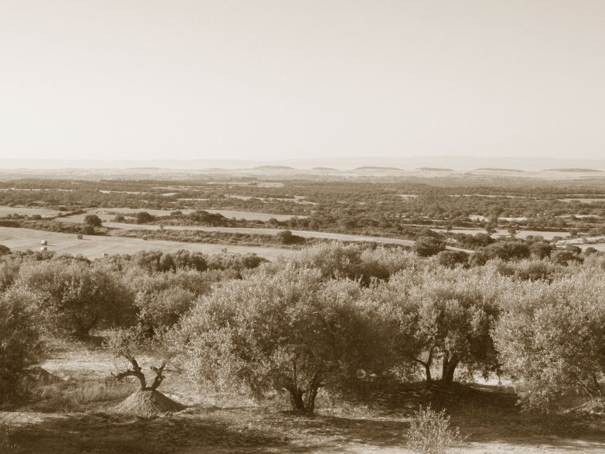 Coneixes Molí de la Vansa?
La vinculació que sempre havíem tingut amb el territori ens anima a arrencar diferents projectes de recuperació de conreus autòctons com la vinya, les oliveres, el cereal i l'horticultura.

#molilavansa #lanostrahistoria #aceite #aceitedeoliva