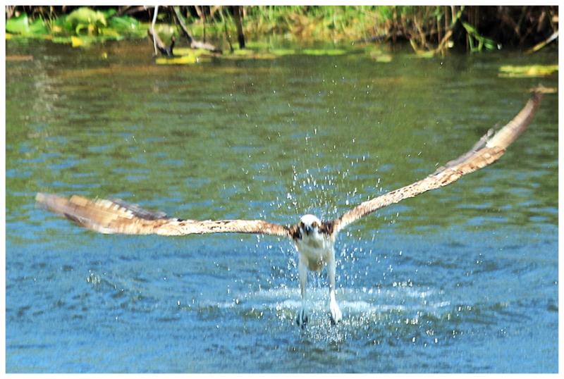 KingHowardW's tweet photo. I’m a finalist in Flamingo Adventures’s Story Contest. Help me rally votes: https://t.co/yAMVZYQwqN @FlamingoEvergld https://t.co/0EfEIULDzl