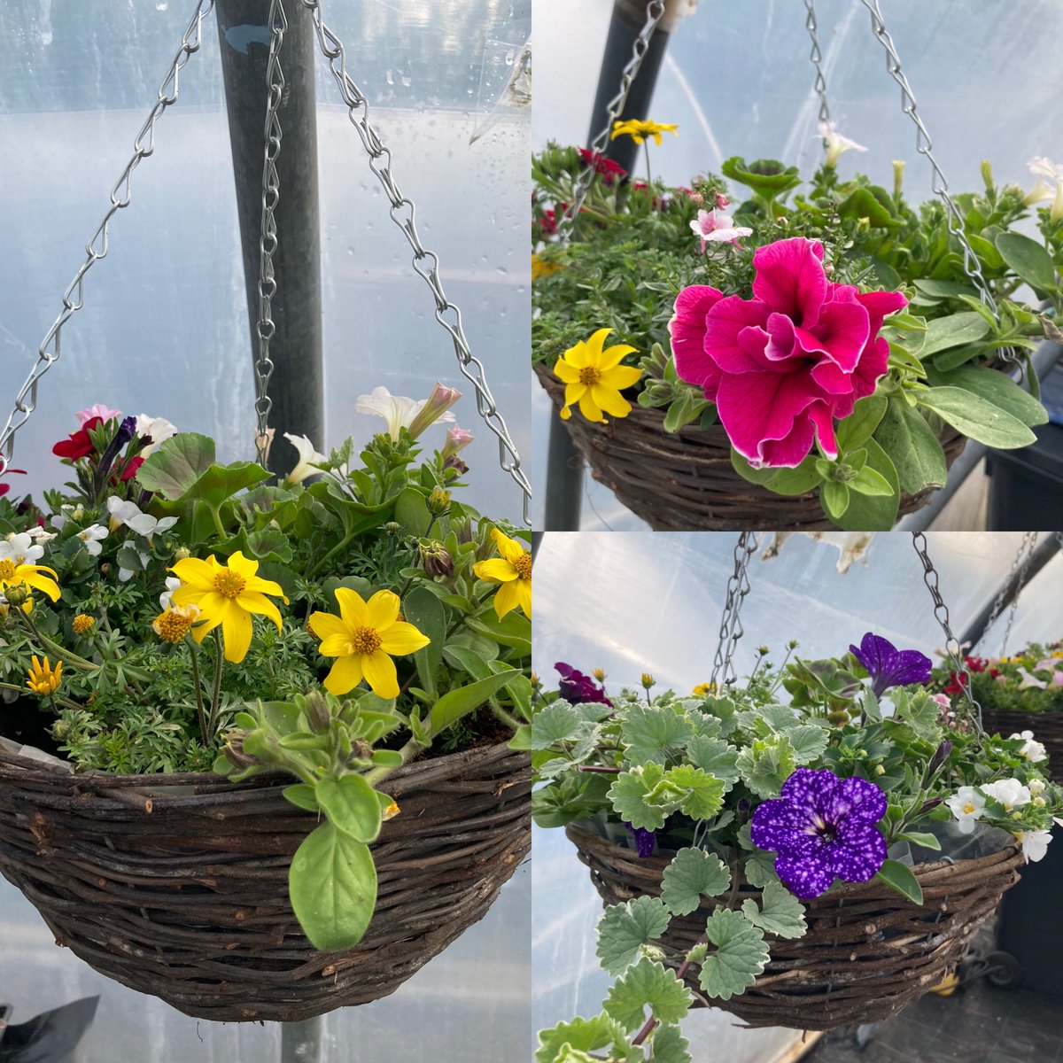 aagreenlight's tweet image. Hanging baskets for Sale
