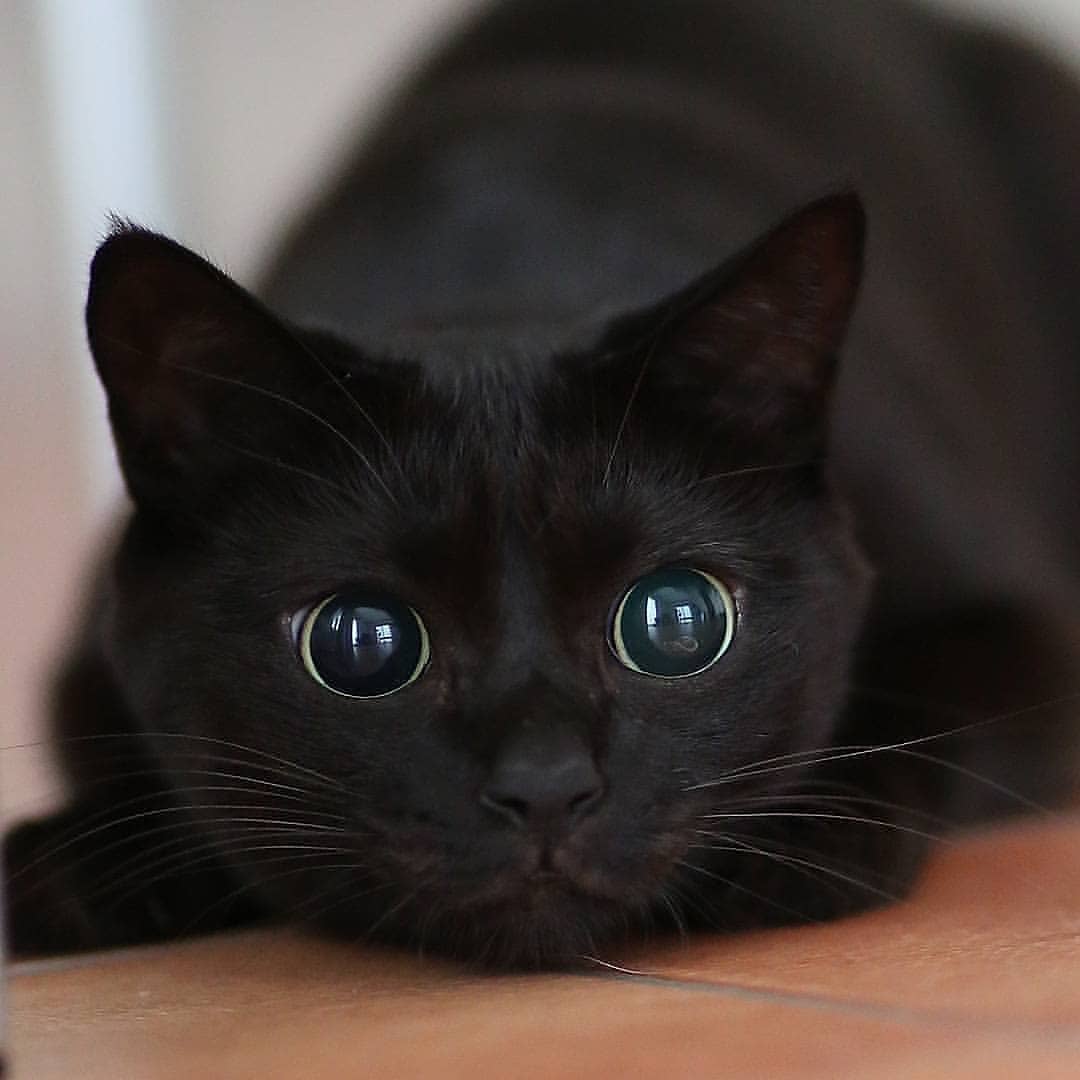 The Meow Cats tweet media