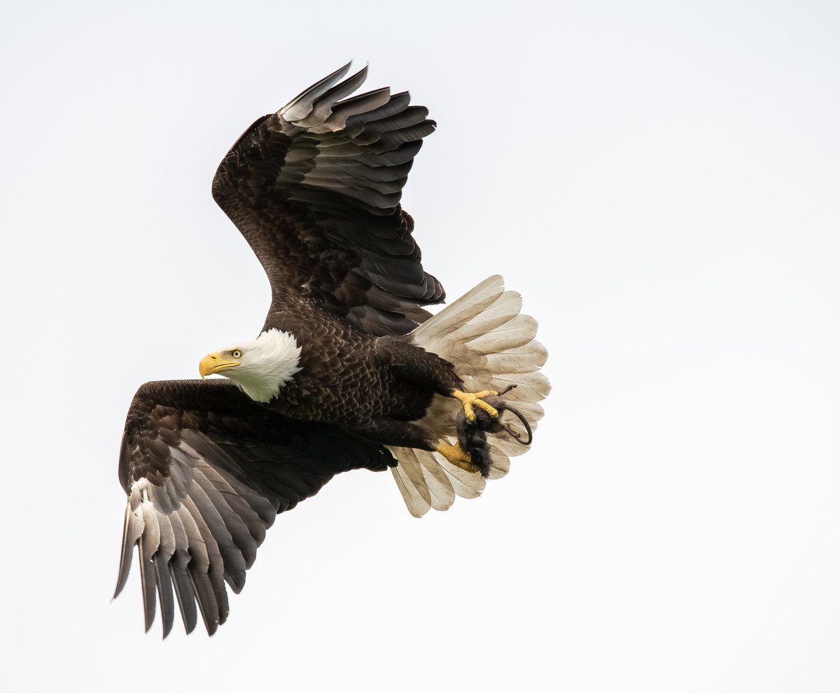 Richard Topping captured this photograph of a bald eagle with its prey in Delta, B.C. #bcphotos  4/5