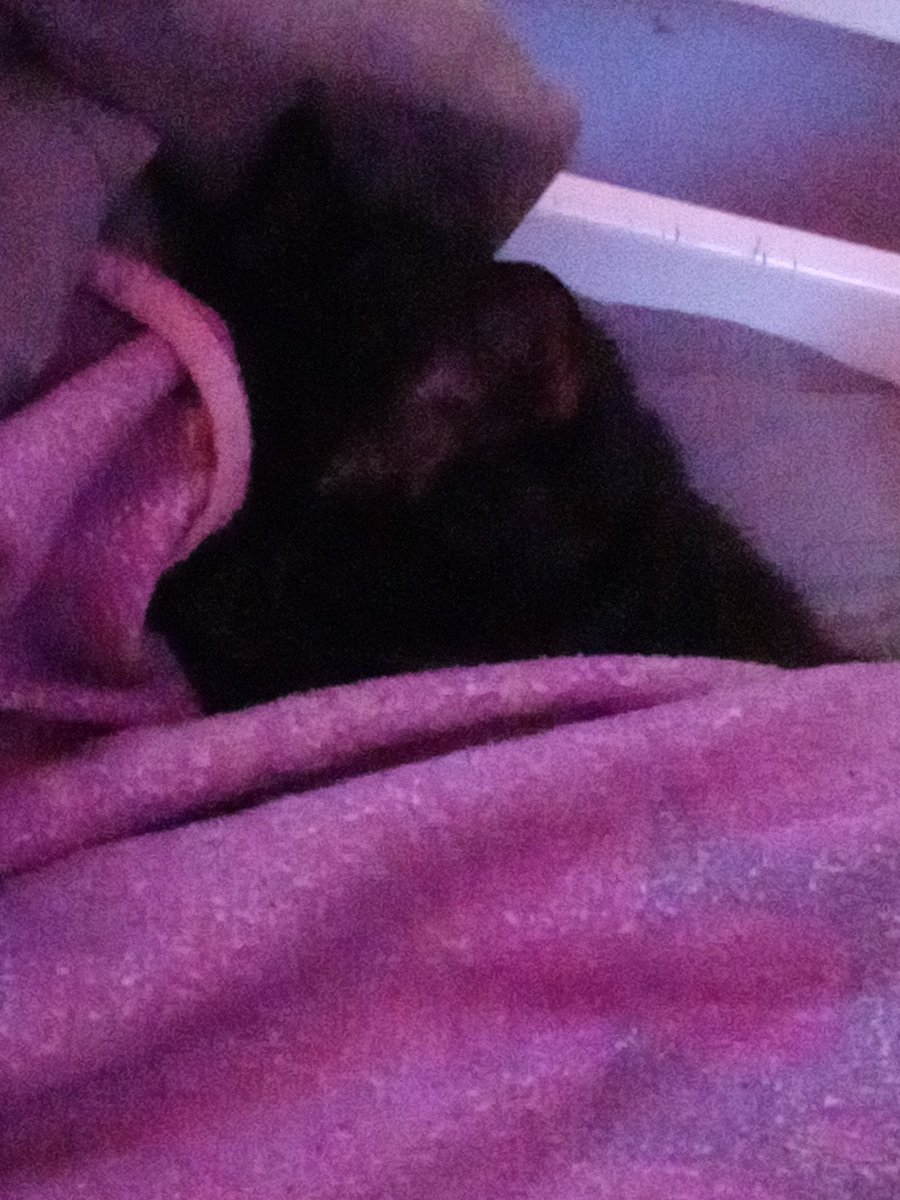 NewAccInPin's tweet image. hey if your having a bad day take a picture of my cat and this thread of cats, Your loved and if you feel like your not, ily /p and dont forget that :]]