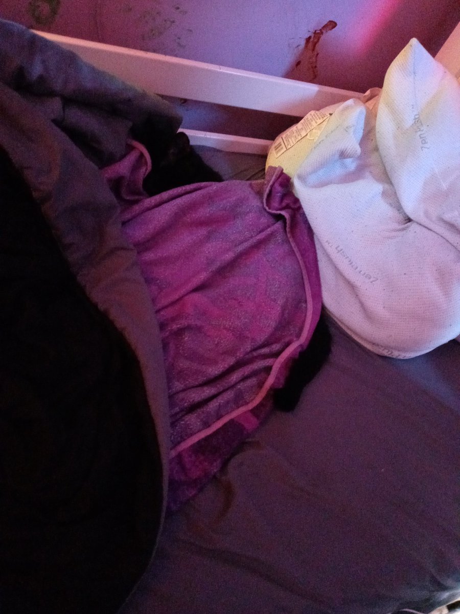 NewAccInPin's tweet image. hey if your having a bad day take a picture of my cat and this thread of cats, Your loved and if you feel like your not, ily /p and dont forget that :]]