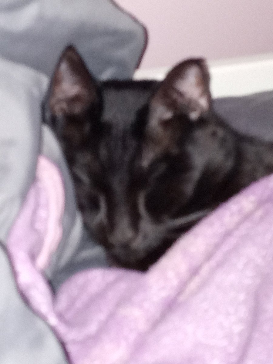 NewAccInPin's tweet image. hey if your having a bad day take a picture of my cat and this thread of cats, Your loved and if you feel like your not, ily /p and dont forget that :]]