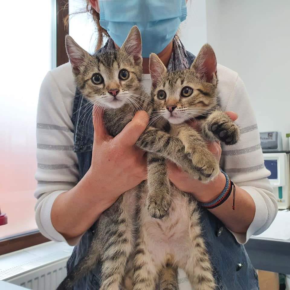 michaelscat2's tweet photo. Adopted two cuties ❤️ https://t.co/GN2kM2Ovlm