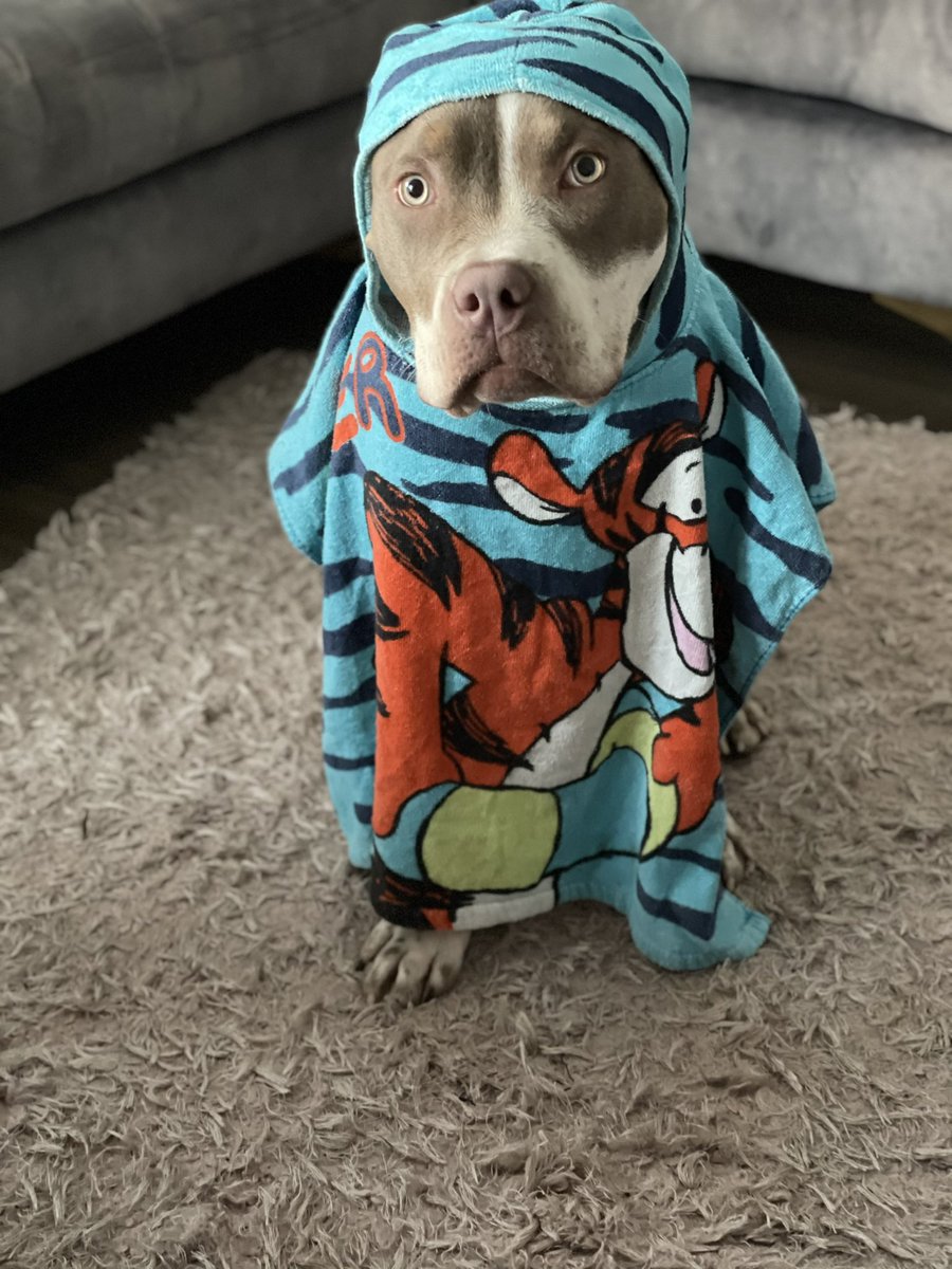 I know she probably won’t get sick but after getting caught in the rain this is her current attire, it’s the Jamaican in me 🙈

At least I haven’t rubbed her down with Vicks!