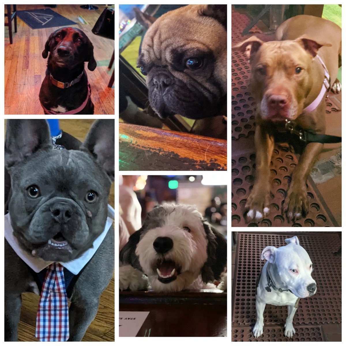 thealehouse1034's tweet photo. .
WE
HAVE
THE
TREATS.
11th & Willow
#Hoboken
#wearamask😷 #dogfriendly #goboken #ɢᴇᴛᴠᴀᴄᴄɪɴᴀᴛᴇᴅ💉#billards🎱 #shuffleboard #darts🎯 https://t.co/A75L6iNSx9