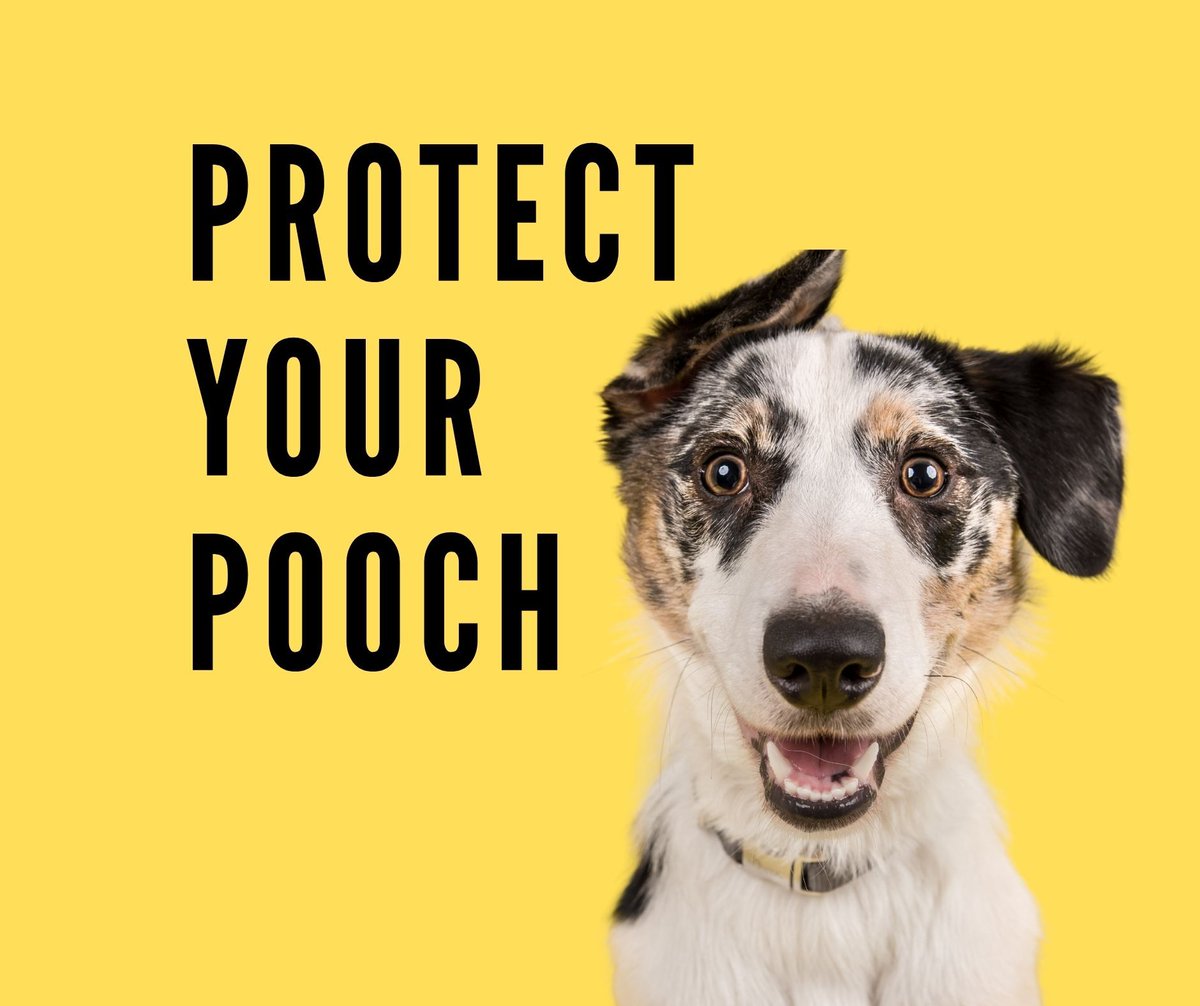 Dog owners are increasingly concerned about dog theft. Protect your dog, see our top tips on how to keep your dog SECURE, IN SIGHT and SEARCHABLE and reduce your chances of becoming a victim of dog theft. 
#protectyourpooch #DogTheft #Derbyshire
buff.ly/3yi92O3