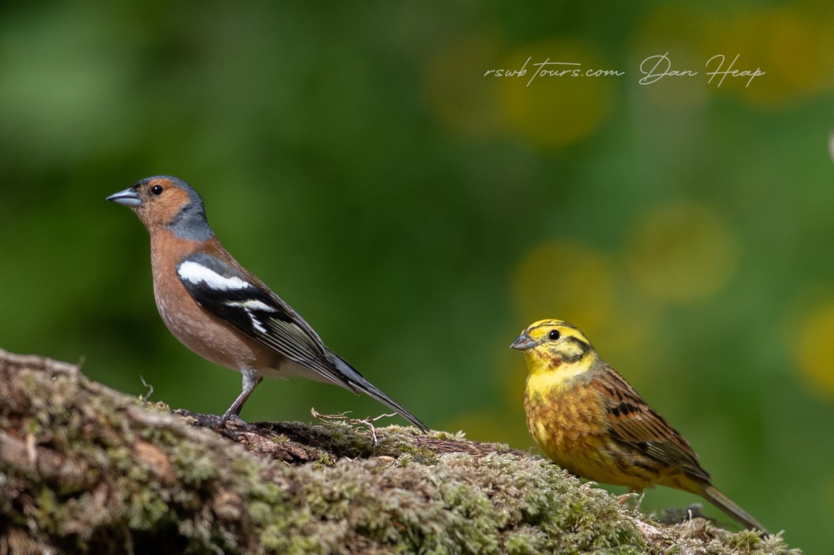 And always a treat to see a striking Yellowhammer, in this case a male, pictured alongside a male chaffinch. <a href="/RSWBtours/">RSWBtours</a>