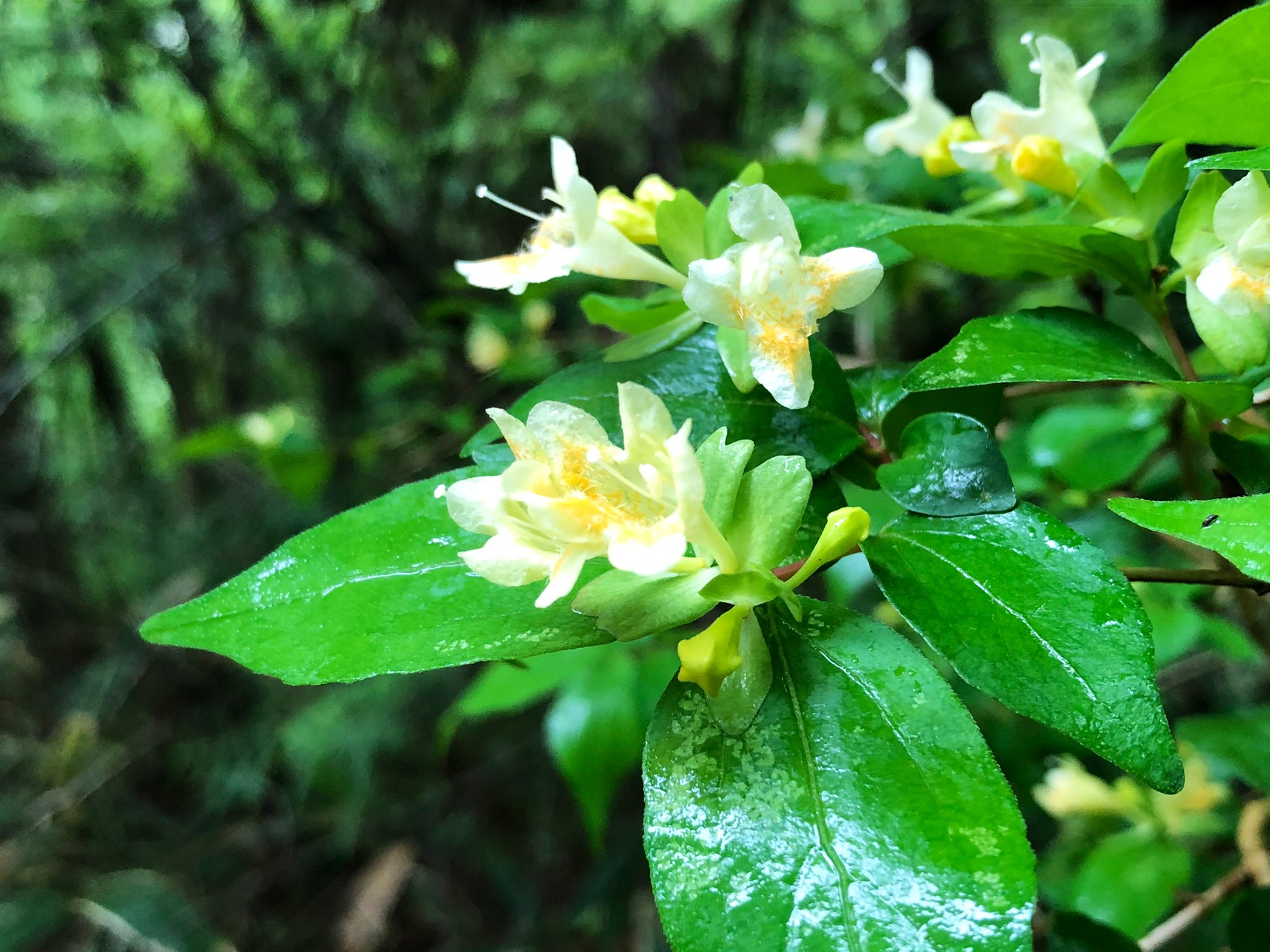 うたかたの旅 おはようございます 小雨の山中 可憐な花との出逢いに心が癒される 花言葉のとおり 強運 しかし何事においても 恵まれていることに 謙虚 でありたい コツクバネウツギ T Co Guvloovsqn Twitter