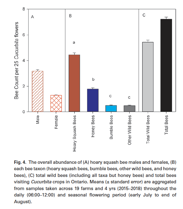 NigelERaine's tweet photo. Male squash #bees were both more frequently &amp; consistently seen visiting crop flowers than females. Peak activity of squash🐝s &amp; #bumblebees coincided with the daily crop pollination window, whereas peak activity of honey bees &amp; other wild bees occurred later #Pollinators 🎃🐝 https://t.co/dgo0vdmBtp