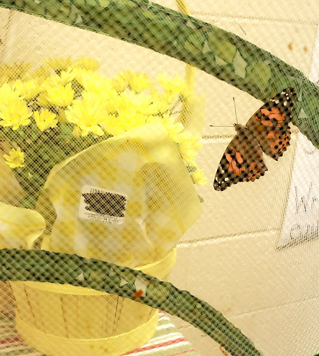 Krause1stGrade's tweet photo. We were very excited to meet our first butterfly today. #strongfinish2021 #SpringIntoGSD https://t.co/wYJ8AvMylU