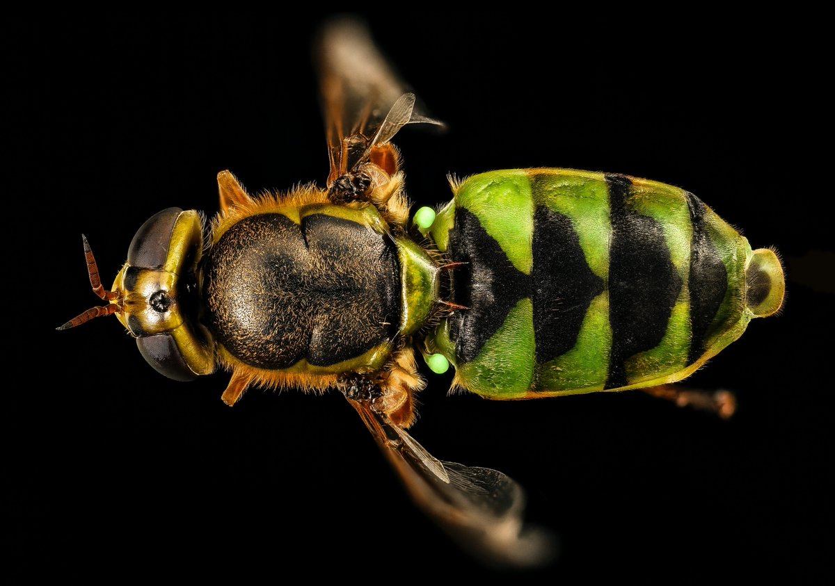 Starting the week out strong with some up close and personal insect portraits to inspire you!

Have you seen the beautiful collection of insect photography from the <a href="/USGS/">USGS</a> on <a href="/unsplash/">Unsplash</a>?
We definitely recommend checking it out!