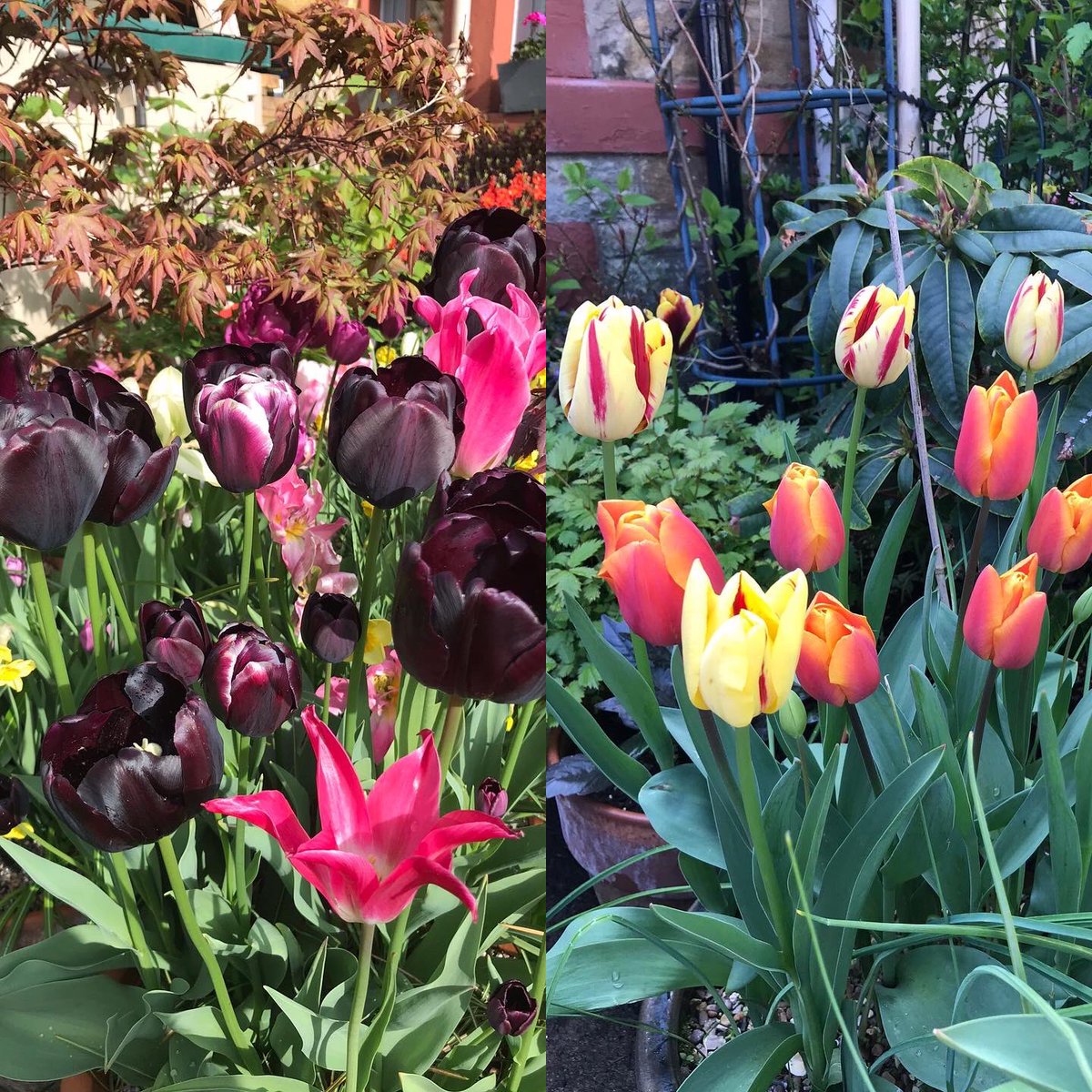 @GardensHour First year attempting bulb lasagnes and really pleased with how they turned out. Plus tulips are my favourite spring bulb🌷🌺🌹🌼🌸#tulips #springbulbs #smallgardens #bulblasagnes