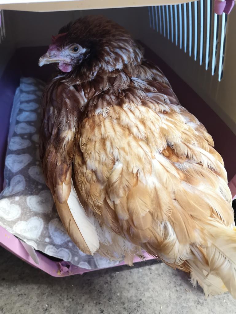 DonnaHe60990670's tweet photo. Edina loves a snuggly clean bed too π one feather down cushion with a fine cotton tea towel covering π sweet dreams little mate #exbatt https://t.co/nF9ryQFp15
