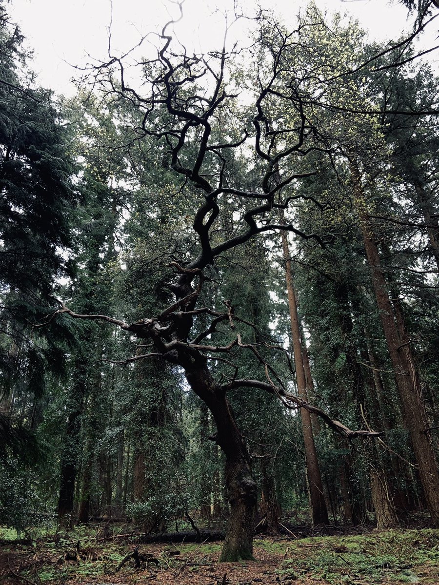 Out in the sticks.🌲