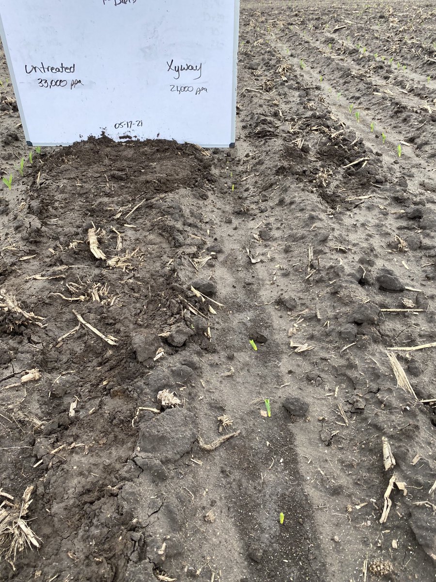 Tye Marquardt tweet media