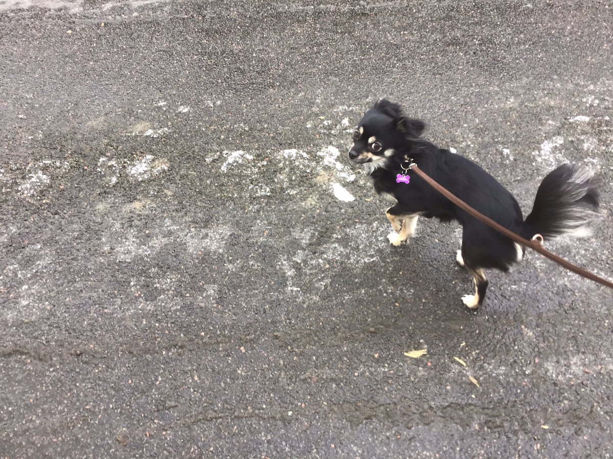 ThecodeSeller's tweet image. My Little Dog Is out with me On a tour!