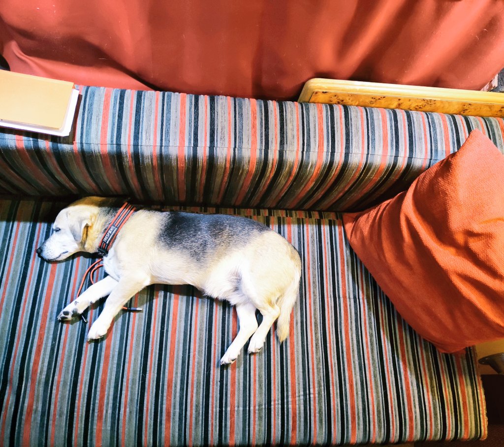 Firesnapper999's tweet photo. When you brush your teeth & return to find Benson hogging the campervan sofa. ... again!🙄 Man & Mutt signing off. Stay safe and remember, just because you can, doesn't mean that you have to. #Code9 https://t.co/45FwNz6Isc
