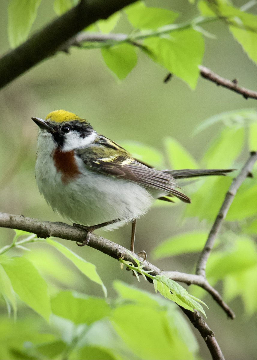 #ChestnutsidedWarbler early this morning at The Point @CentralParkNYC