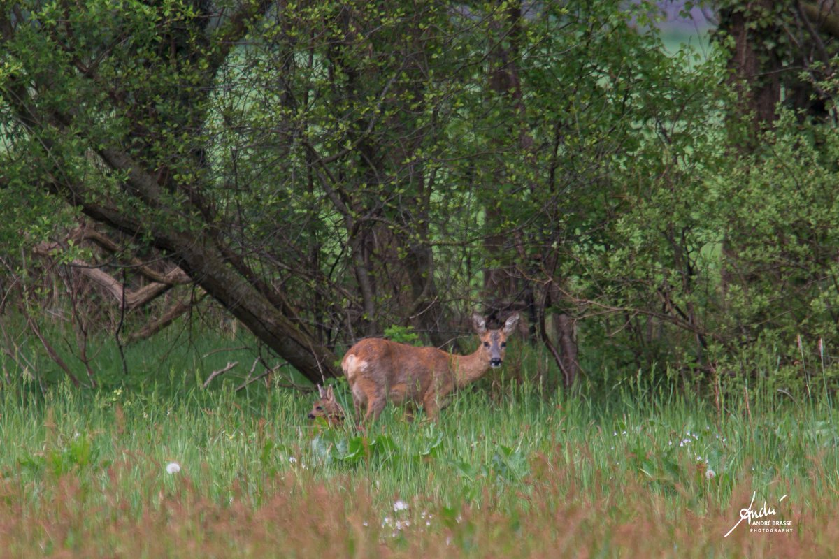 Hondenbezitters, hou je hond aan de lijn. Veel reegeiten hebben momenteel jongen. De jonge reeën zijn weerloos tegen loslopende honden. Deze foto is vanmiddag gemaakt in de omgeving van Zeijen.