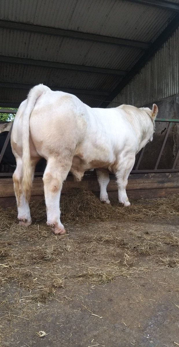 April 2020 born Knockmoyle Loki x Tombapik bull @irishcharolais @doveagenetics For sale on farm at the minute #Charolais #Loki #irishagriculture