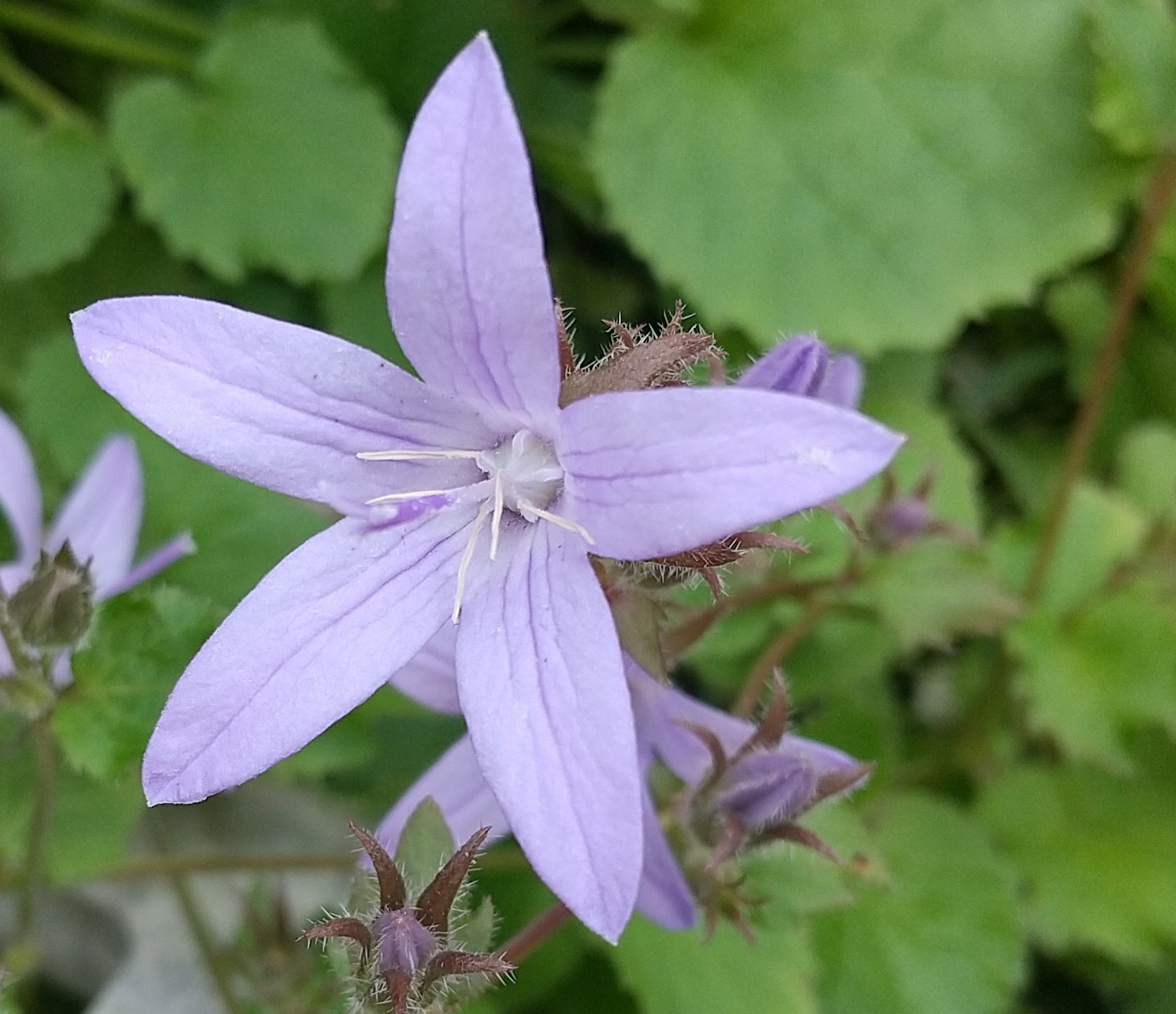 かず カンパニュラの花言葉 誠実 感謝 小さな薄紫色をした星形の可憐な花カンパニュラ アルペンブルー 和名は星桔梗 今日も心穏やかに 感謝の気持ちを持ちながら 心も身体も健やかに過ごせますよう に 感謝します T Co Awswt9aost
