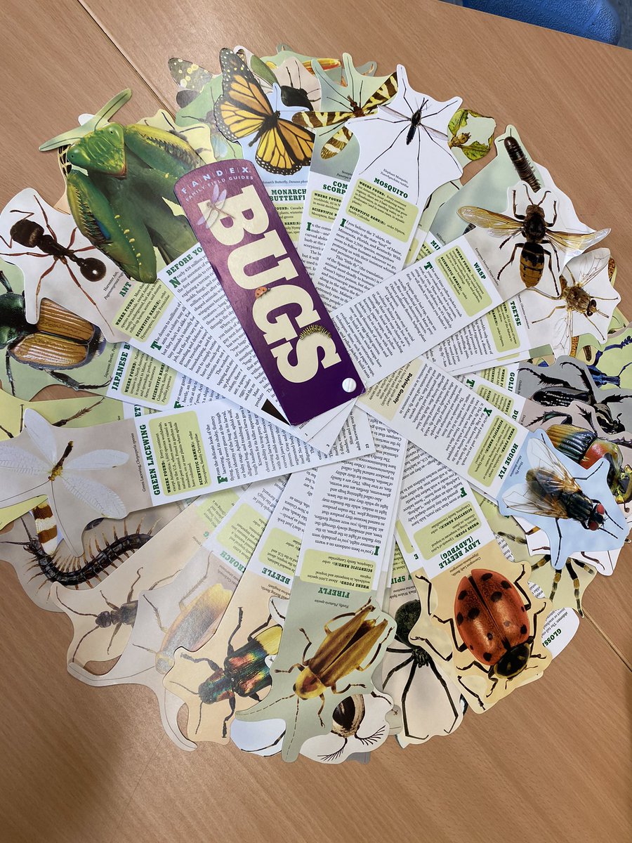 lindsaymann22's tweet photo. safely rescued and released a creepy crawly millipede and some kind of spider from room 4 today, which led to some intense and immediate interest in researching bugs ❤️ #a2ib https://t.co/qIypT00Y2w