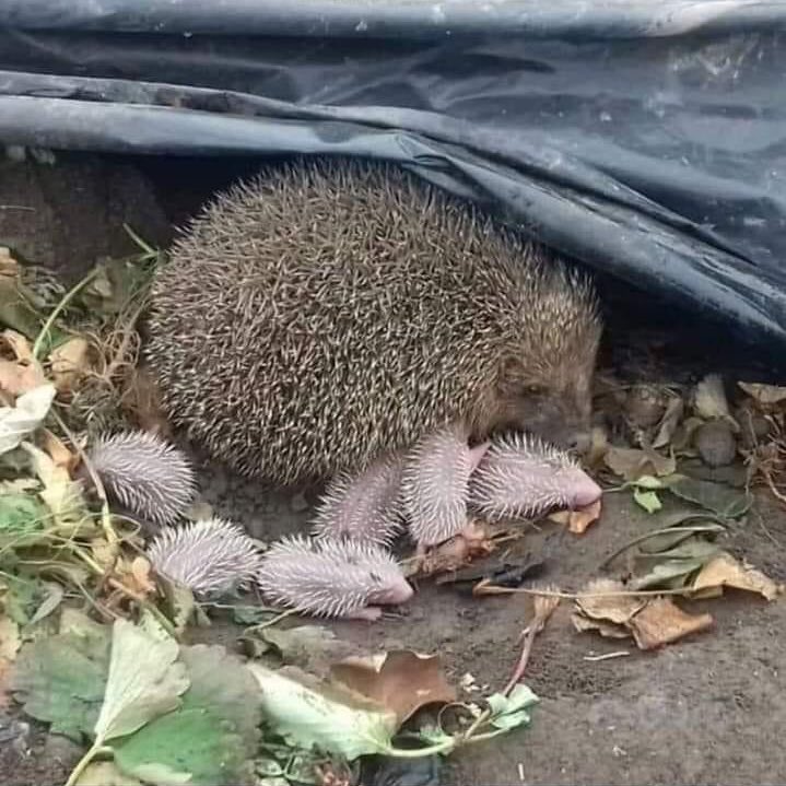 Lütfen kirpileri öldürmeyin.♥️🦔