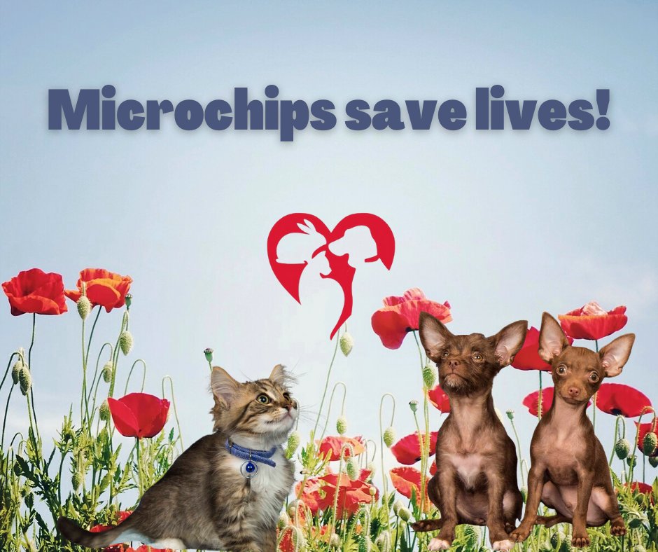 May is National Chip your Pet Month.  Is your furry family member microchipped?  If you adopted from Yolo County SPCA, the answer is YES!  Ask your veterinarian scan your pet at their annual exam to check.  Is your information up to date?