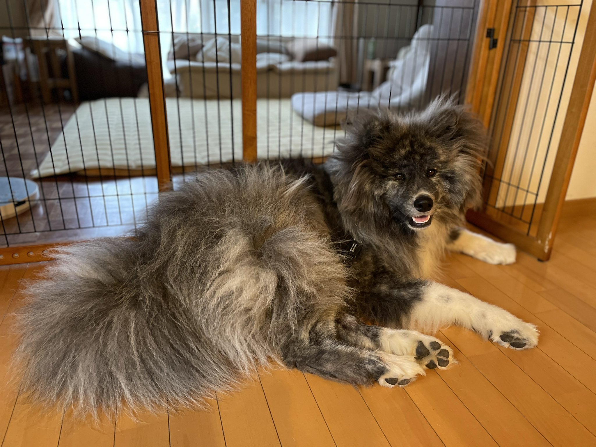 秋田犬ぽんた (@SachiyoShirai) / X