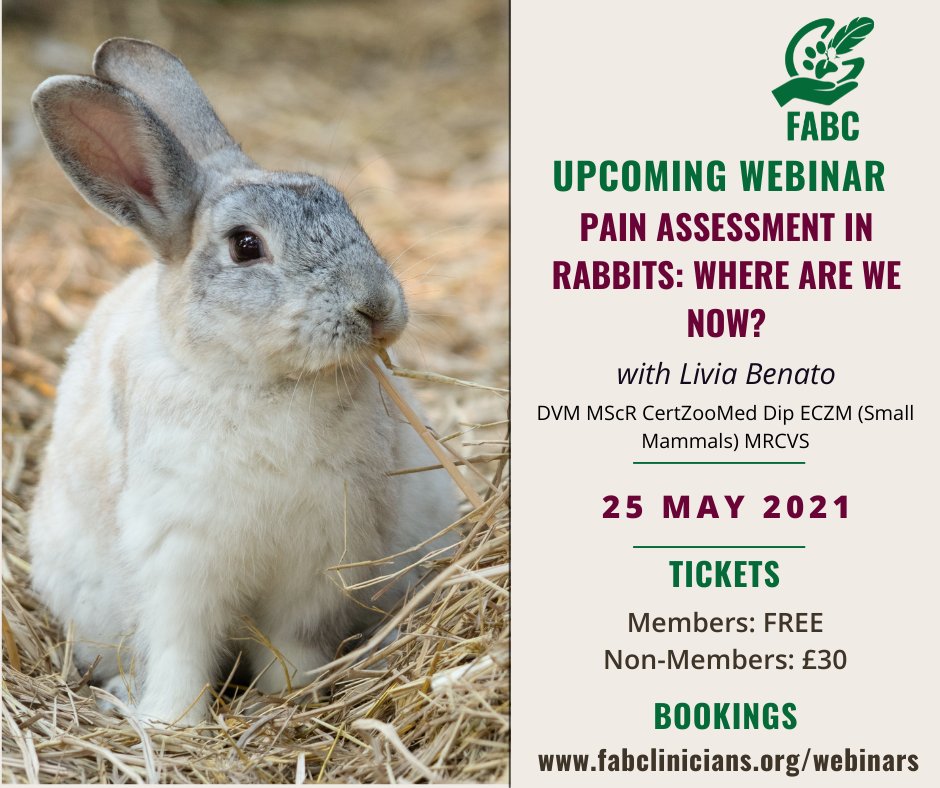 FABClinicians's tweet image. Livia Benato join us next week for an overview of pain and pain assessment in rabbits! 🐇

💻Tickets here: bit.ly/3on0dga

#FABC  #rabbit #rabbitbehaviour #petbehaviour #FABclinicians