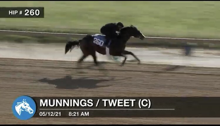 Recently purchased hip 260 from the <a href="/FasigTiptonCo/">Fasig-Tipton</a> Timonium sale. $460,000, a colt picked by <a href="/Ker_Radcliffe/">Kerri Radcliffe</a> 
High hopes for this one!