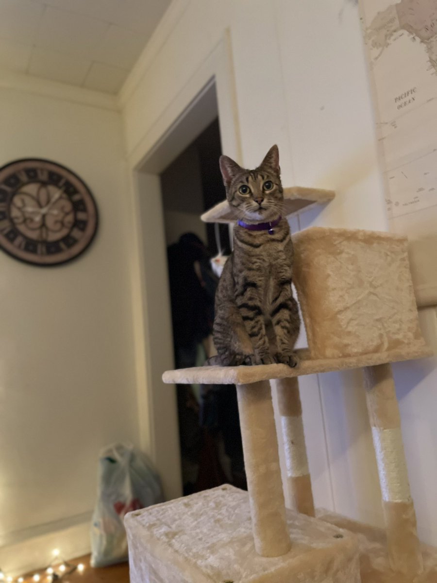 raychul_11's tweet image. my new hobby is taking portrait photos of my cat