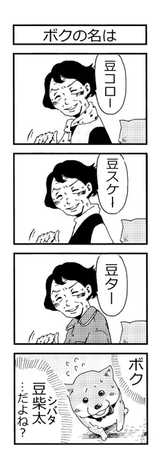 👵柴ばあと豆柴太の4コマ漫画(11)🐶

「ボクの名は」
「理想的なリーダー」

#4コマ #4コマ漫画 
#柴犬 #犬  #豆柴 #わんこ 