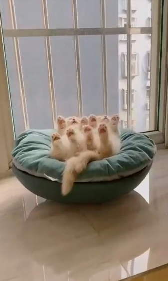 gentleeeeeeecat's tweet photo. https://t.co/hqdyVUDwh9