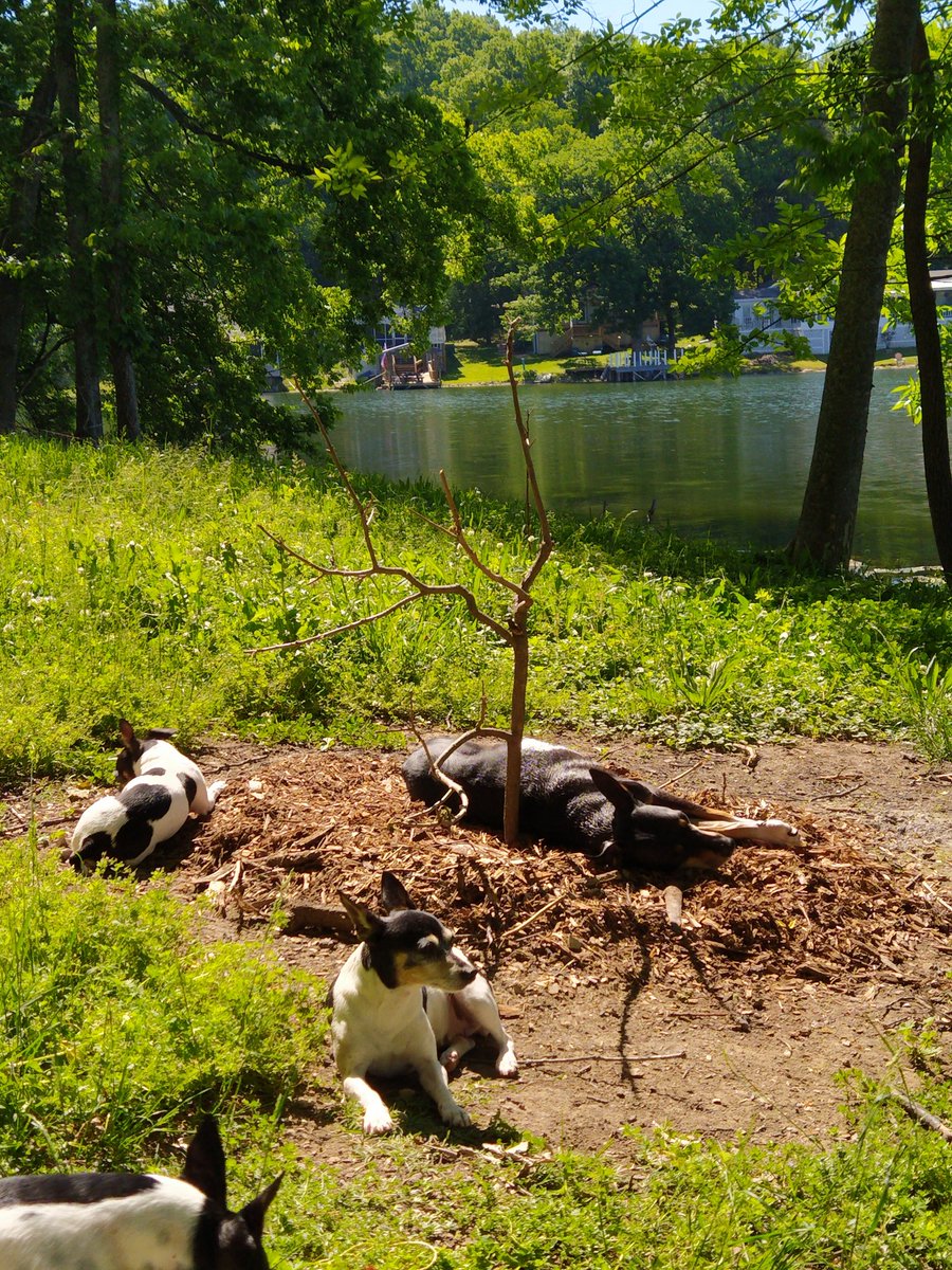 AmeriCannaBlunt's tweet photo. #YeahMeToo
A One of a kind Rare Original.
I find it best to listen to my body.
Not too harsh , just right.
#water &
🚰#Miesta @ 10:10
A #siesta & 🚰 3:45
by 7 I'm up .
I
#KeepUp
I
#MicroMedicate
I
#GrowAPersonalSpace
I don't need oversight in my garden
#TNGrowOn ! https://t.co/QtZvJ4H6ol