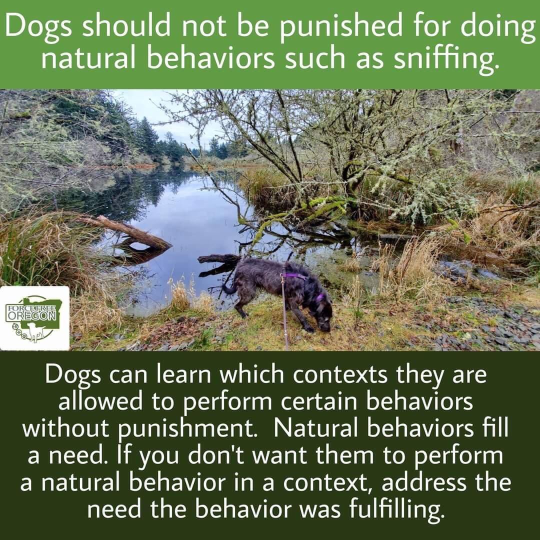 ItsAllBehavior's tweet image. Speaking of functionally equivalent replacement behavior... 🙂
#ReplacementBehavior #FunctionOfBehavior #EthicalBehaviorChange #ItsAllBehavior
(Credit: Team Fido Dog Training facebook.com/TeamFidoDogTra…)