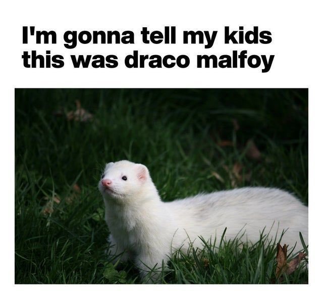 HBPrincessesPod's tweet image. Draco definitely deserved this punishment. All hail Mad-Eye Moody!!!😈 #MagicalMemeMonday #HarryPotterMemes