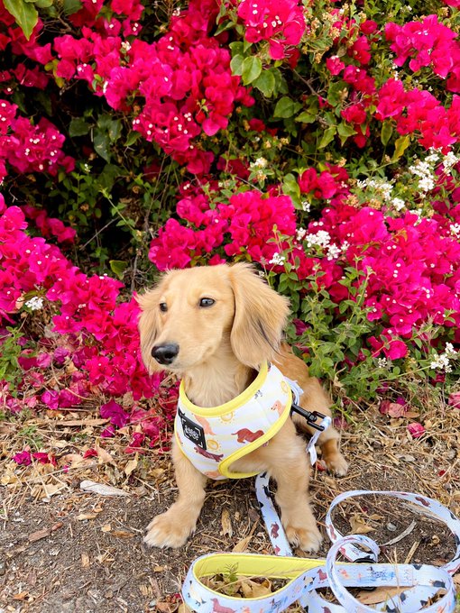 lil model 🌺 https://t.co/416lEcgXjB