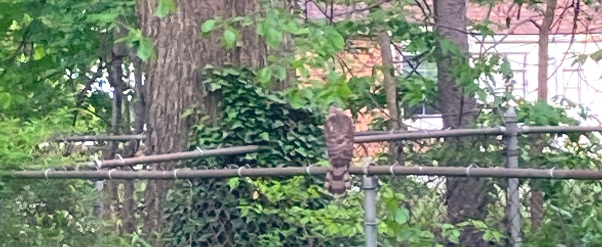 tedshumaker's tweet image. It’s very likely that I was just talking to a cat in the backyard while a small broad winged hawk came in to mingle with three squirrels and I was putting together a very eco friendly weed killer solution of vinegar and epsom salt #BackInTheHighLife #MigrationSeason