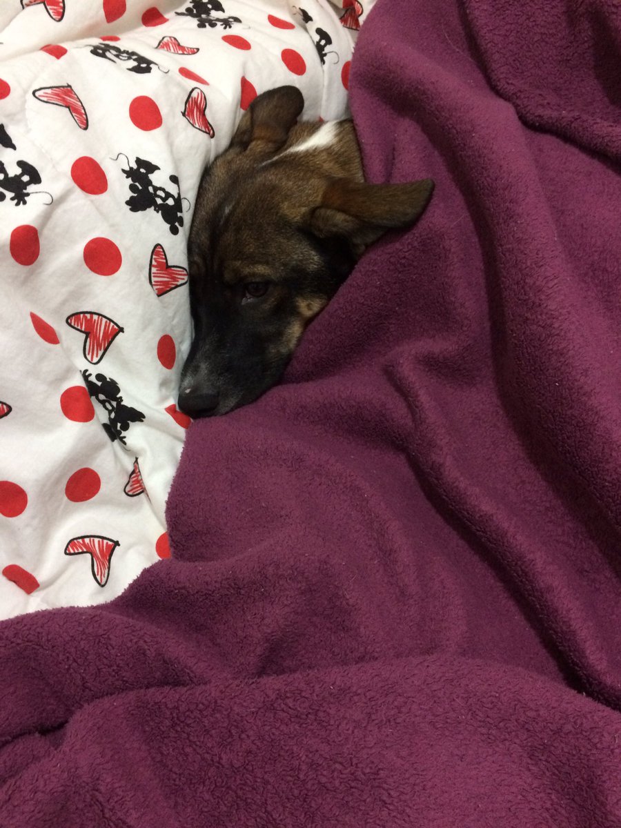Carolls__'s tweet photo. ✨ 😴 ✨ https://t.co/DHhhuiFNVH