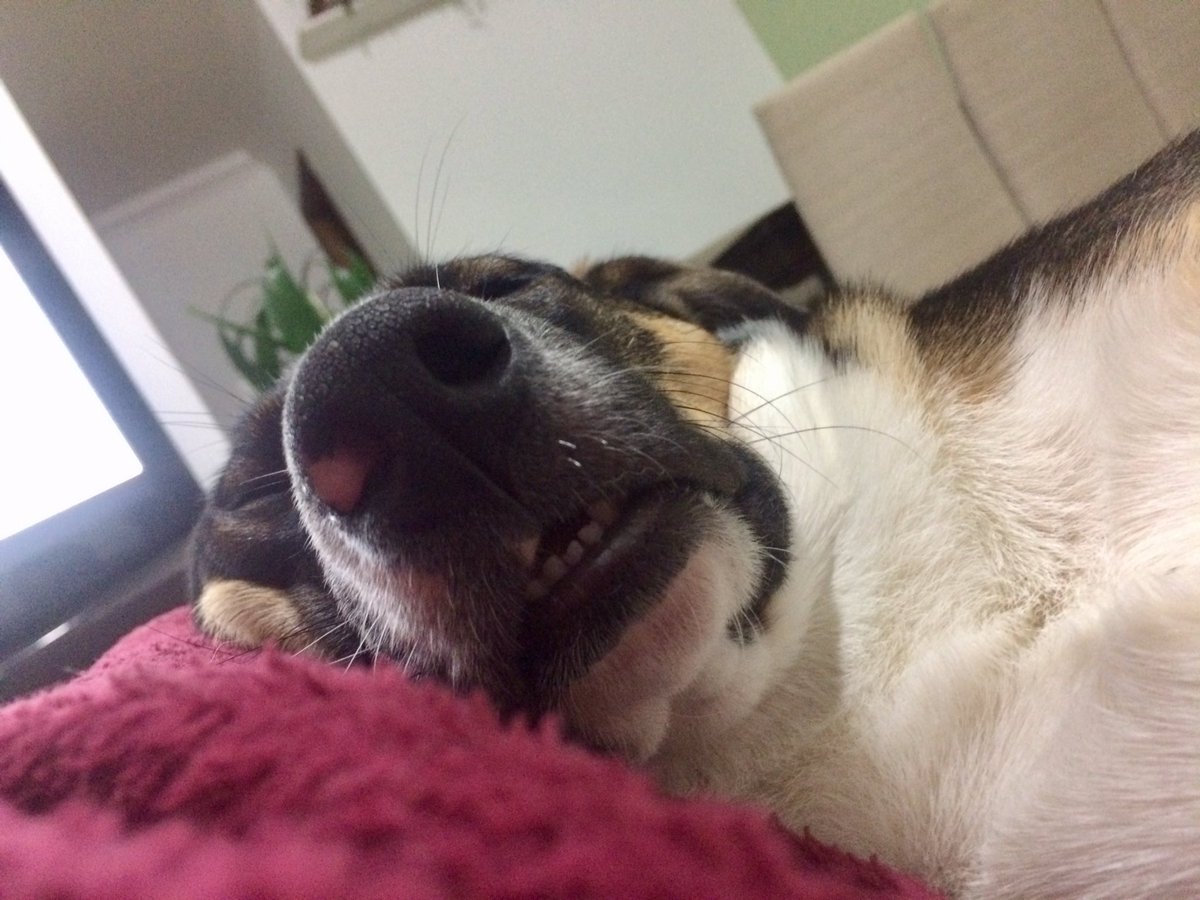 Carolls__'s tweet photo. ✨ 😴 ✨ https://t.co/DHhhuiFNVH