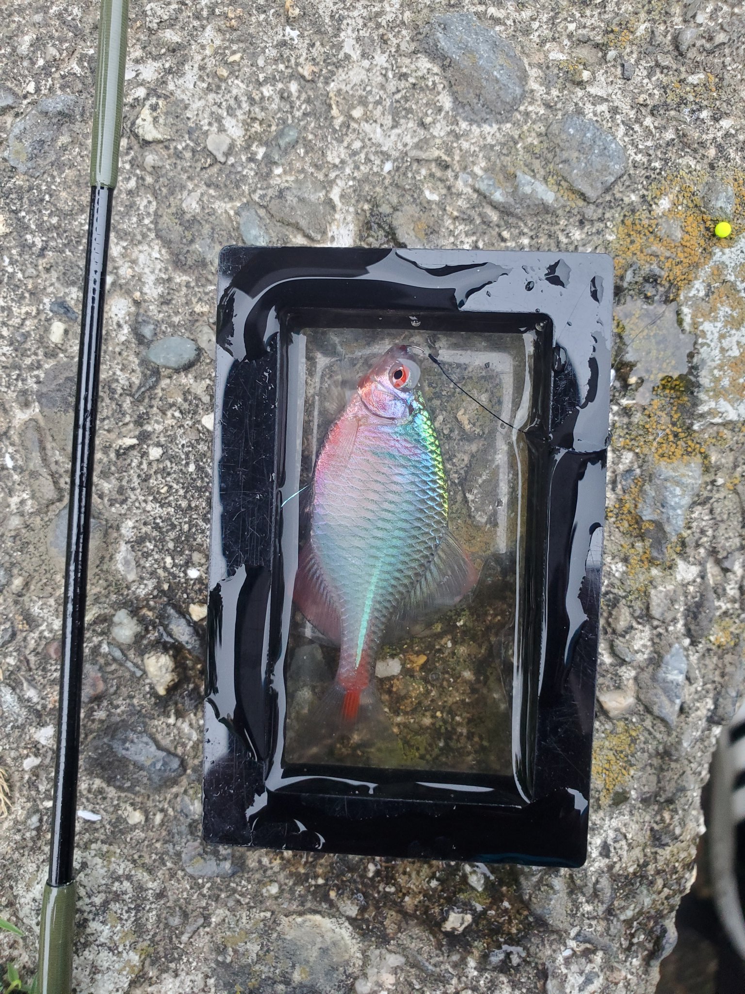 雫 タナゴ竿（鶯）