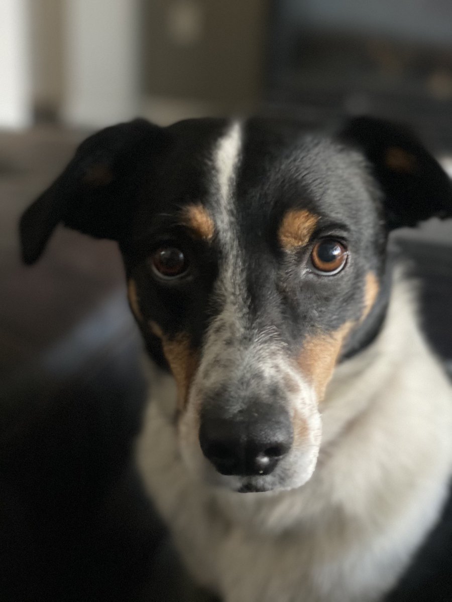MDOT_DKenney's tweet photo. Update: Hunter Crisler shared these pictures of his Cadillac Escalade that was stolen last week with his dog Smoke in it.  The truck was stripped, engine and all interior gone.  He needs his dog back.  Any sightings please call 720-209-2297.  @WLBT https://t.co/dZGZAzOufK