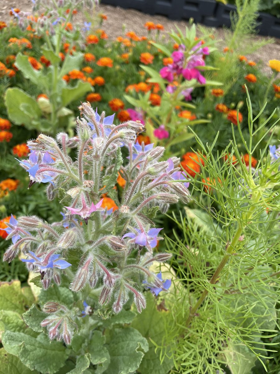 One of my favorite places to teach is in our school garden. We have learned about life cycles and bees and pollination. Our students can see it firsthand❤️🐝🐞🦟🐜#sciencelablady #stallionsdeserveit