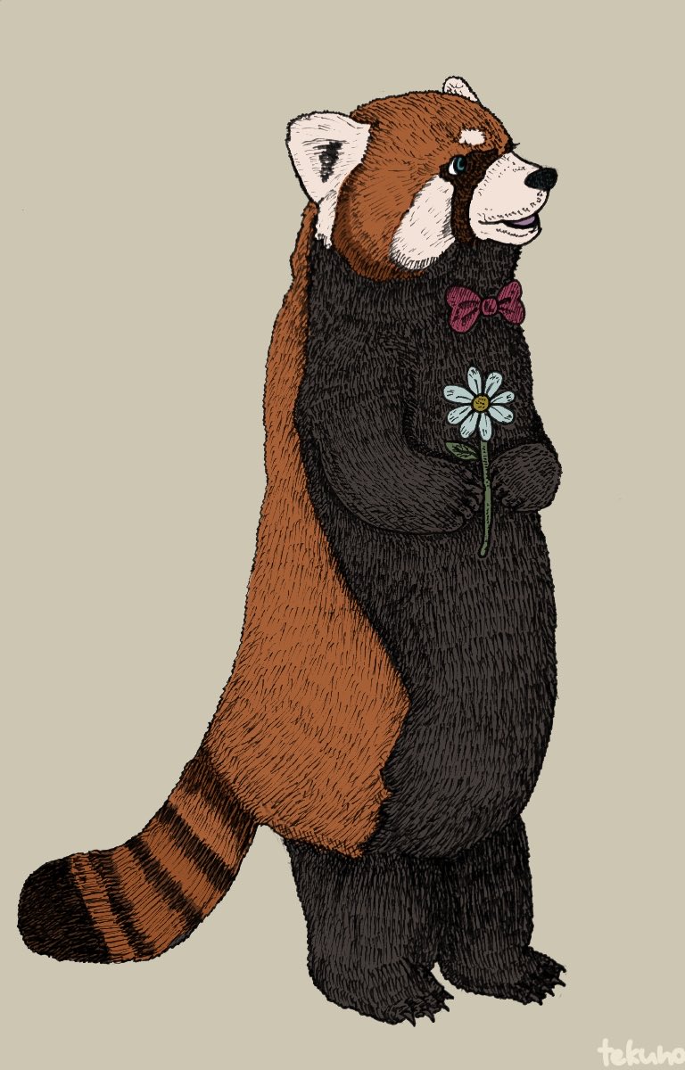 前に描いたイラスト レッサーパンダさん 寿てくののイラスト