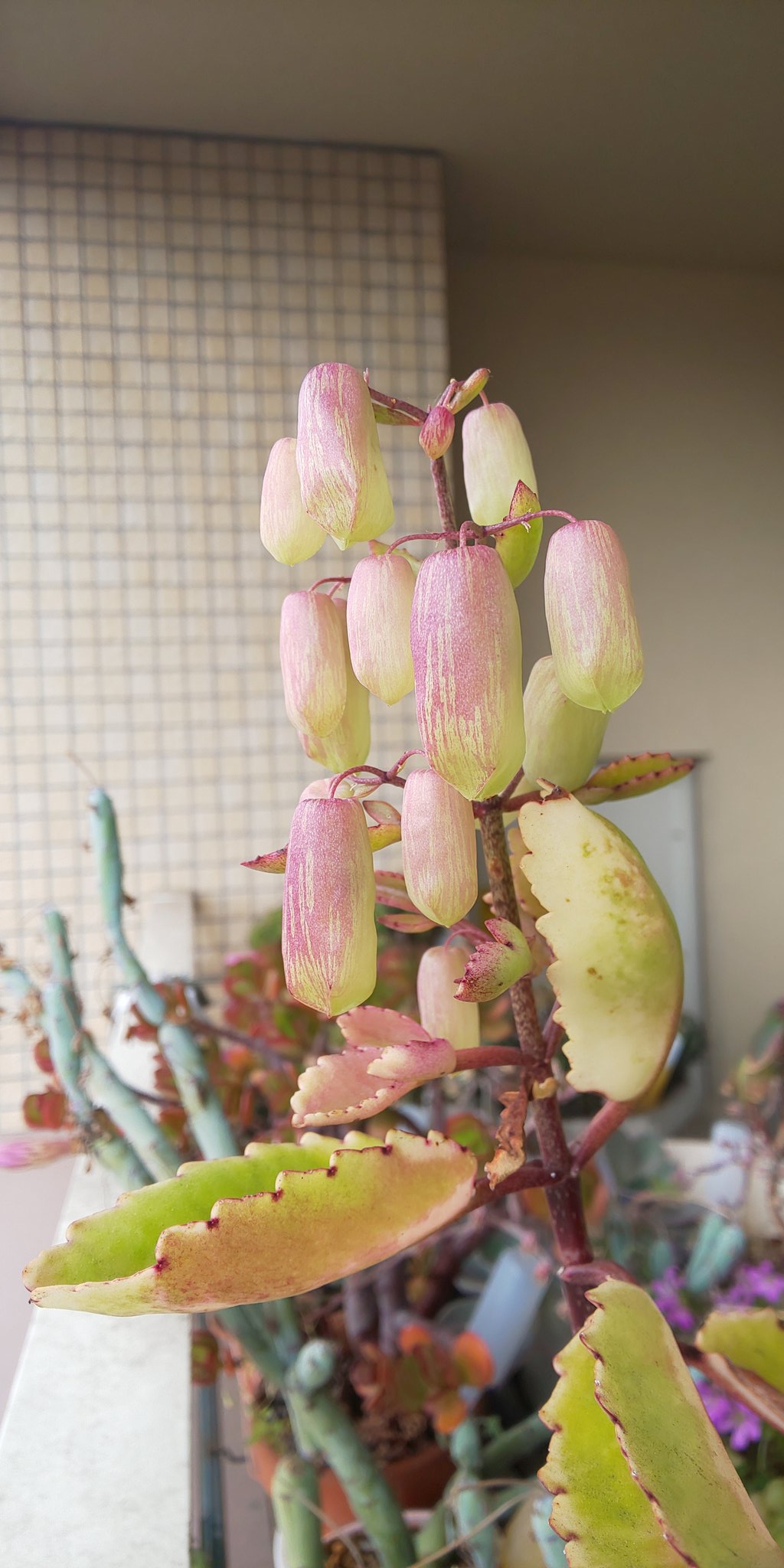 Te ガーデニング作業してたら ハッピーマザーリーフに花が 幻の花と言われてるらしいので めっちゃ嬉しい ハッピーマザーリーフ T Co Fjdc0ihrcc Twitter