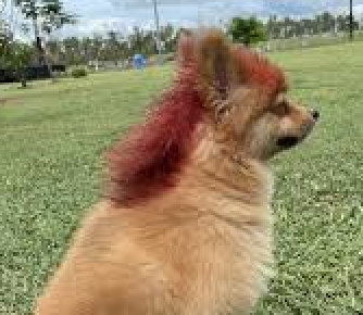 RealTimFerguson's tweet photo. BREAKING: Generation-Z Thinks Mullet Cuts Are Their Idea
READ MORE 'Ferguson Report': https://t.co/cROiw9MZdD
#cheugy #auspol #mulletcut #Budget2021 #Satire #comedy #news #fakenews https://t.co/KqBhGGKWU5