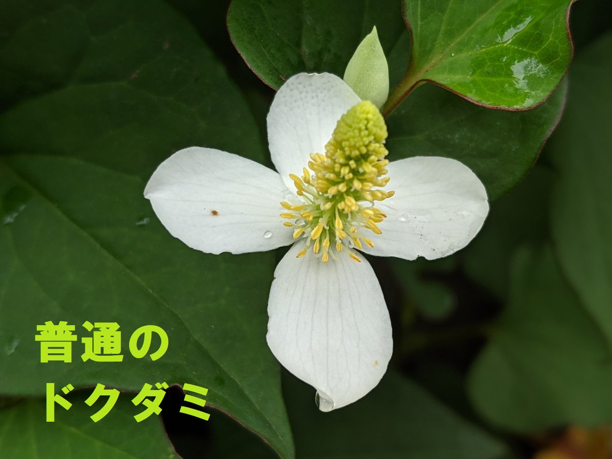 都立小金井公園 木陰などでドクダミの花が咲いています 白い 花びら は4枚が一般的ですが 中には枚数が多いものも ある気象予報士さんは5枚のドクダミを ラッキードクダミ と呼んでらっしゃいましたが 見つかるとちょっと得した気分になりますよ